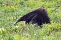 Great Anteater05-01